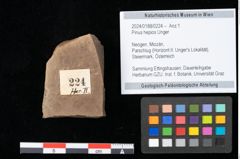 Foto (Objekt + Etikett) von Pinus hepios Unger (NHMW-GEO-2024-0188-0224)